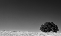 lonely oak